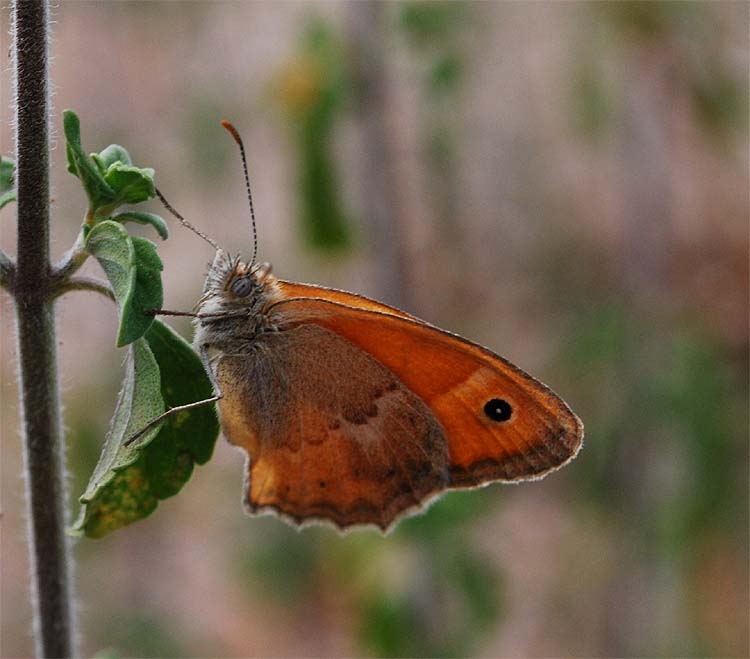 Coenonympha pamphilius